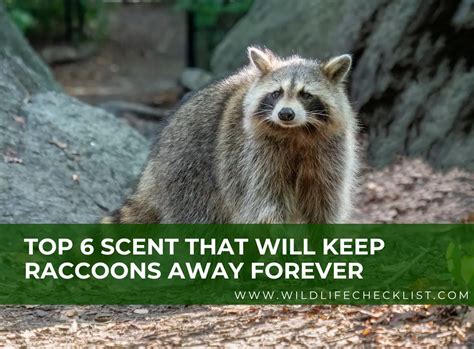 What scent will keep raccoons away. Things To Know About What scent will keep raccoons away. 